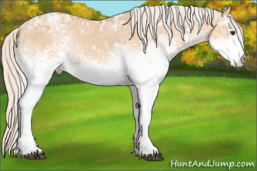 Horse Color: White Spotted Silver Bay Ice Dun Blanket 