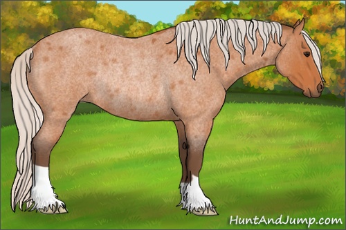 Horse Color: Silver Bay Roan Rabicano 