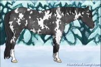 Horse Color:White Spotted Black