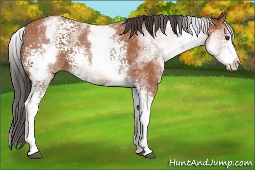 Horse Color: White Spotted Bay 