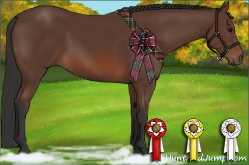Horse Color: Bay 