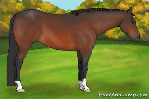 Horse Color: Bay 