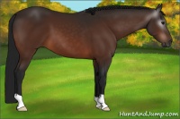 Horse Color:Gray Bay