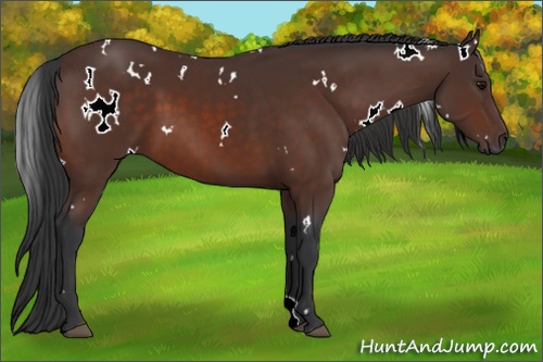 Horse Color: White Spotted Bay 