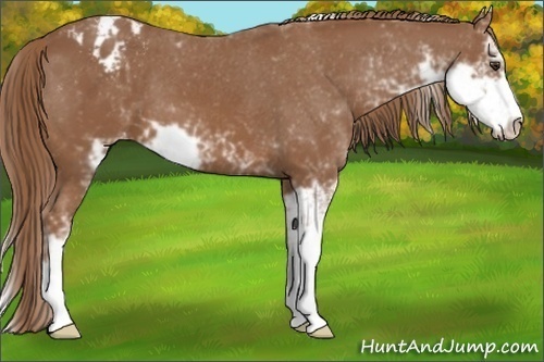 Horse Color: Chestnut Sabino Blanket 