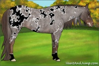 Horse Color:White Spotted Liver Red Roan Appaloosa 