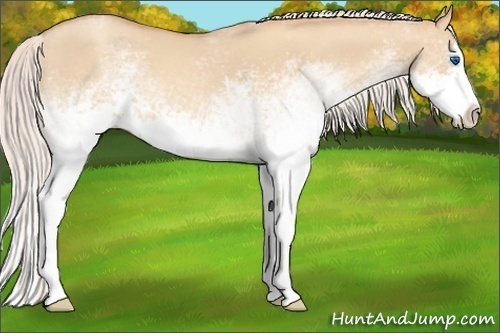 Horse Color: White Spotted Silver Classic Champagne Dun Splash 