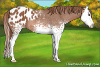 Horse Color:White Spotted Chestnut Sabino Splash Appaloosa Rabicano 