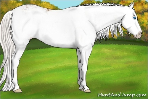 Horse Color: Silver Brown Sabino Splash Blanket 