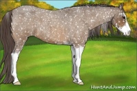 Horse Color:Buckskin Roan Sabino Snowflake Varnish