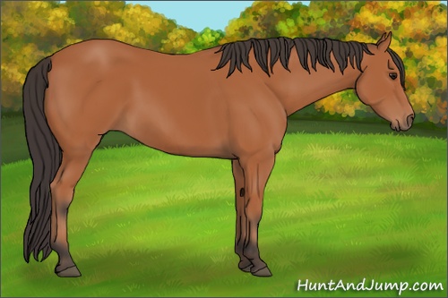 Horse Color: Bay 