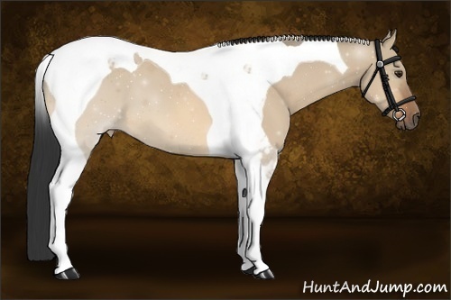 Horse Color:Bay Dun Tobiano
