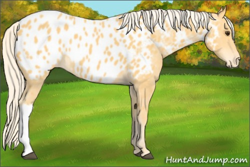 Horse Color: Palomino Near Leopard 