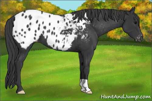 Horse Color: Brown Blanket 