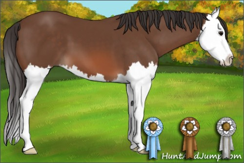 Horse Color: Bay Splash 