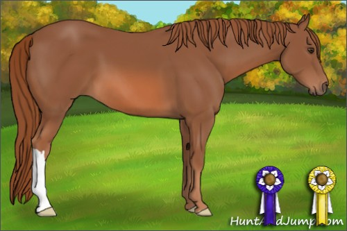 Horse Color: Liver Chestnut 