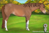 Horse Color:Liver Chestnut 