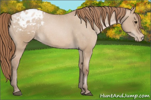 Horse Color: Grullo Pearl Blanket Rabicano 