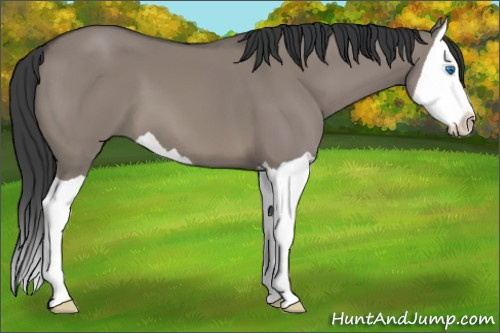 Horse Color: Grullo Splash 