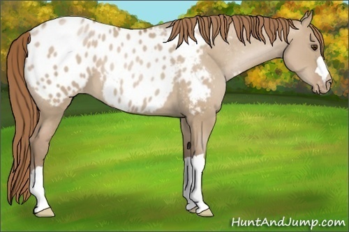 Horse Color: Grullo Pearl Blanket 
