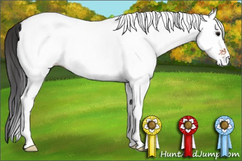 Horse Color: White Spotted Brown 