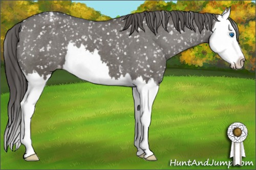 Horse Color: Brown Dun Splash Snowcap 