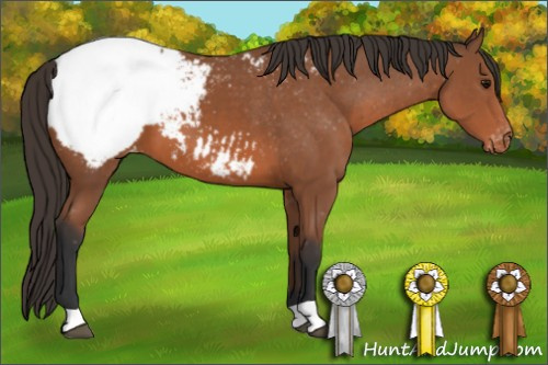 Horse Color: Bay Snowcap 