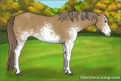 Horse Color: White Spotted Chocolate Palomino Dun 