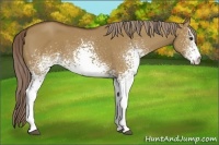 Horse Color:White Spotted Chocolate Palomino Dun 
