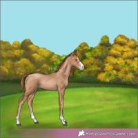Horse Color:Chestnut Pearl Rabicano 