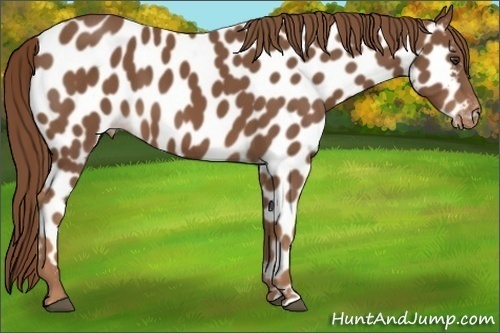 Horse Color:Chestnut Near Leopard 