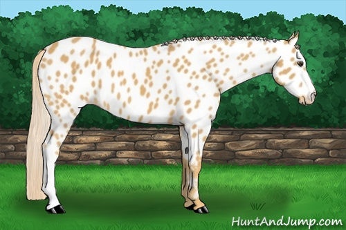 Horse Color: Palomino Near Leopard 