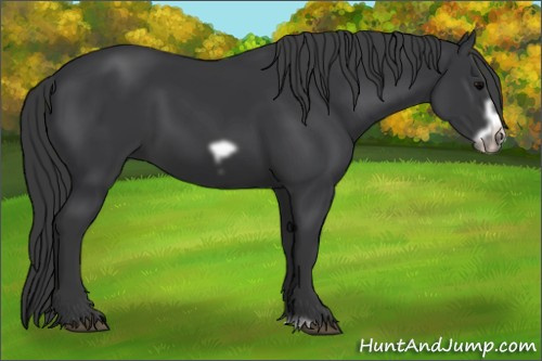 Horse Color: Brown Frame 