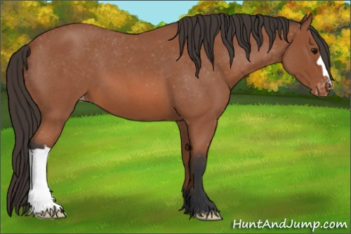 Horse Color: Unknown 