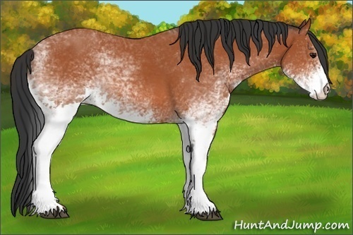 Horse Color: Unknown 