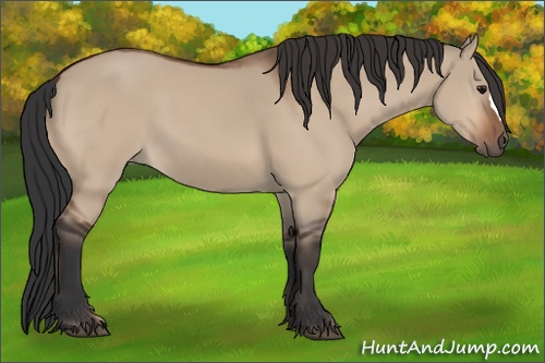 Horse Color: Unknown 