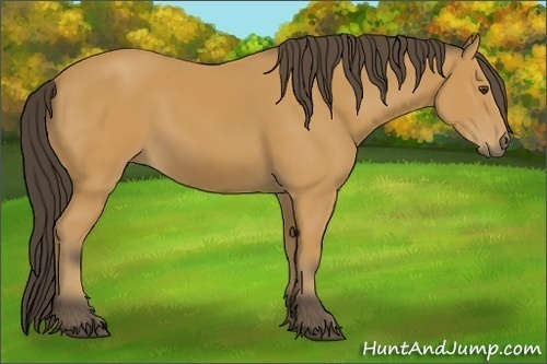 Horse Color: Unknown 