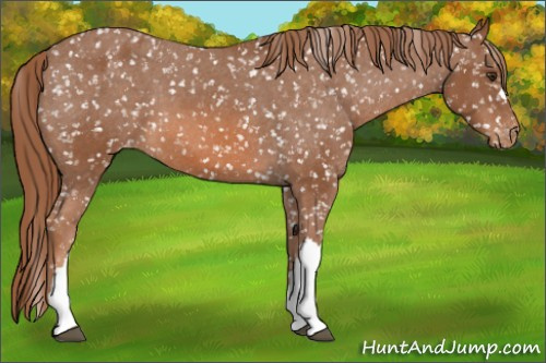 Horse Color: Chestnut Snowflake Varnish 