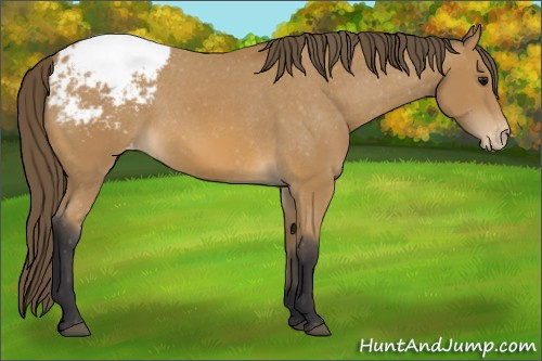 Horse Color: Buckskin Snowcap 