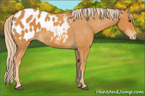 Horse Color: Palomino Blanket 
