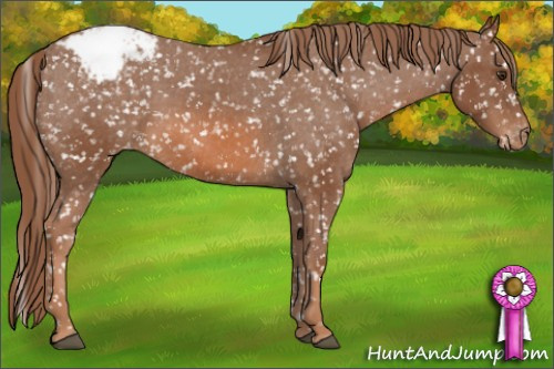 Horse Color: Chestnut Snowflake Varnish