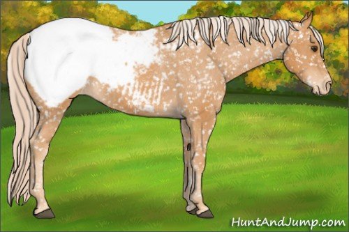 Horse Color: Palomino Snowcap 