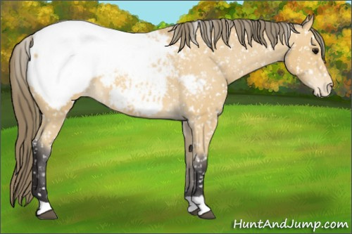 Horse Color: Buckskin Snowcap 