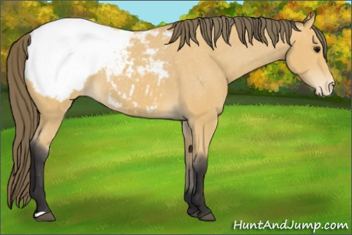 Horse Color: Buckskin Snowcap 