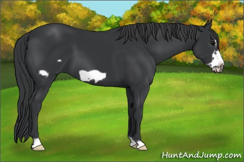 Horse Color: Black Frame 