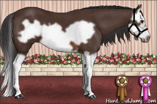 Horse Color: Brown Splash Frame 