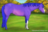 Horse Color:Watercolor Bay 