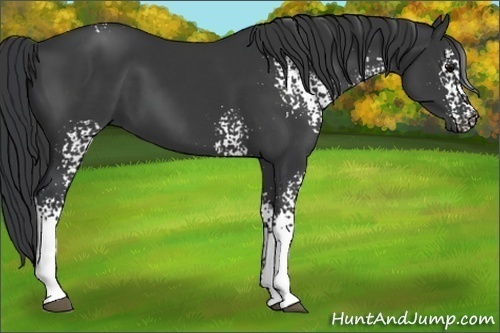 Horse Color: White Spotted Black 