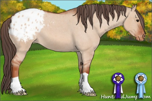 Horse Color: Bay Roan Dun Blanket 