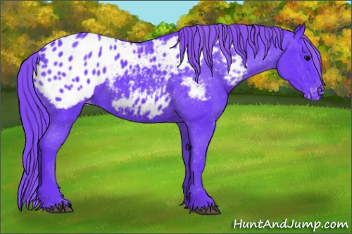 Horse Color: Watercolor Black Blanket 